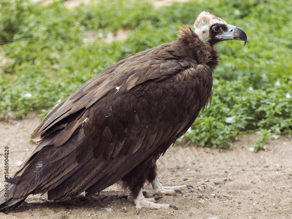 Black vulture. Aegypius monachus. Summer day. Black vulture. Aegypius monachus. Summer day.