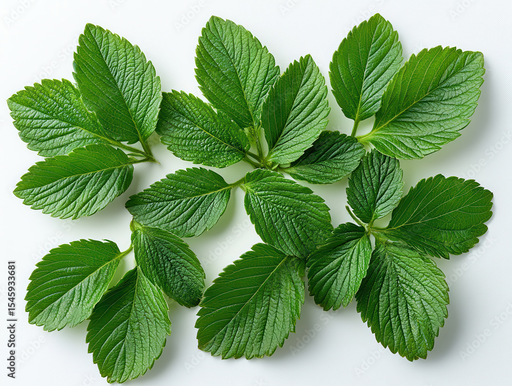 Fresh green mint leaves arranged on white background, showcasing their vibrant color and texture. leaves are crisp and aromatic, often used in cooking and herbal remedies Fresh green mint leaves arranged on white background, showcasing their vibrant color and texture. leaves are crisp and aromatic, often used in cooking and herbal remedies
