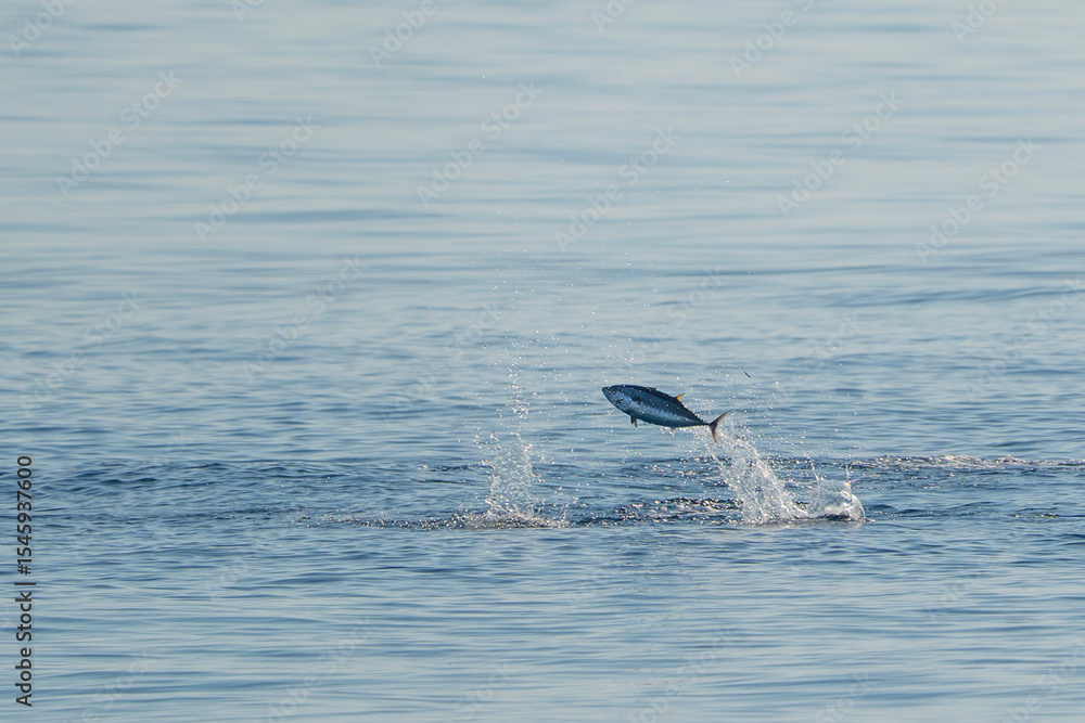 Fototapeta premium red tuna jumping outside the sea while hunting