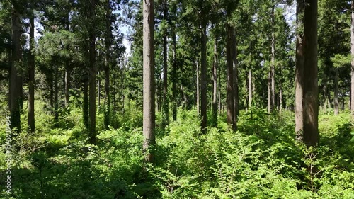爽やかな森林　杉林　木　移動撮影　日本の風景