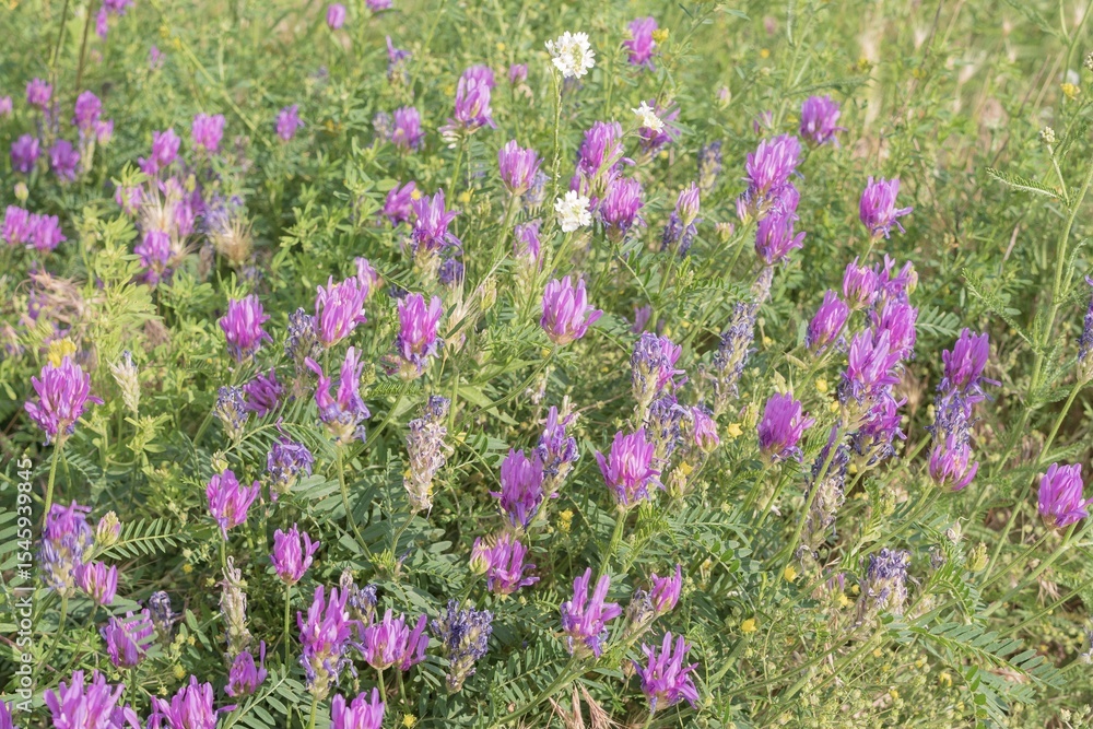 Naklejka premium Close-up of lush purple and lilac meadow flowers on green grass in soft sunlight. Nature landscape