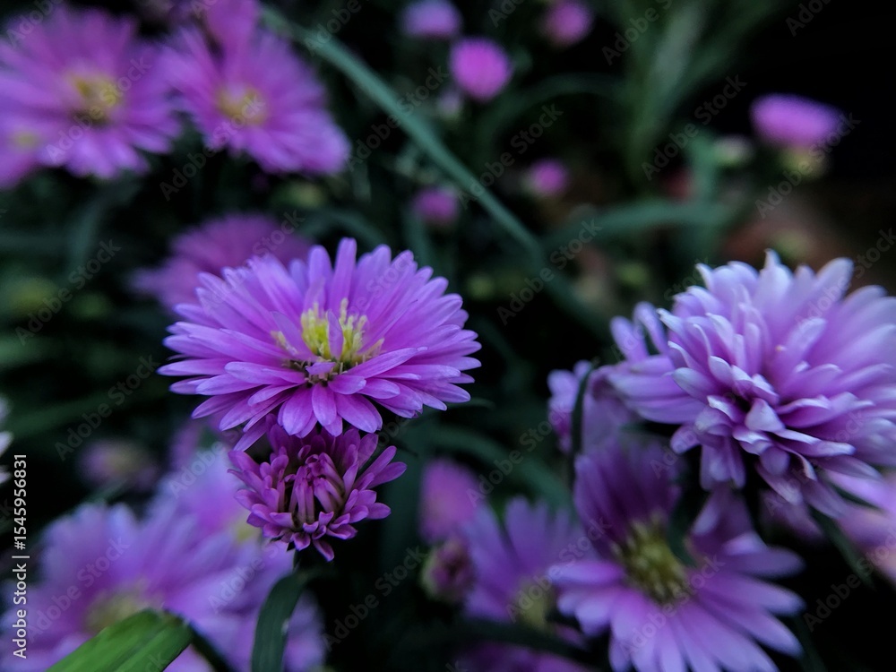 purple aster flower purple aster flower