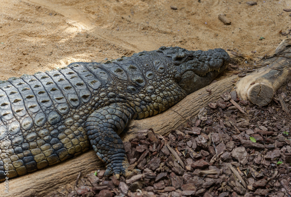 Naklejka premium Close-up of an caiman resting on the sand.