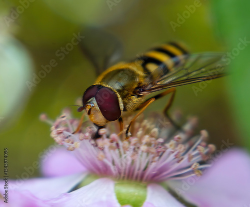 Close up of a Western Aphideater (Eupeodes fumipennis) aka Hoverfly on a flower in Suffolk, UK