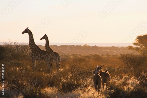 Photography Wild animals in the grasslands in the Northern Cape