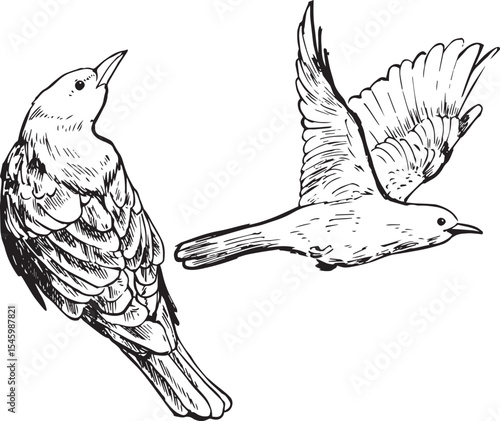 Oriole bird flying and sitting sketches. Bird movement black and white drawings. Nature birdwatching ink illustration. Simple textured vector drawings. Passerine bird, song bird.
