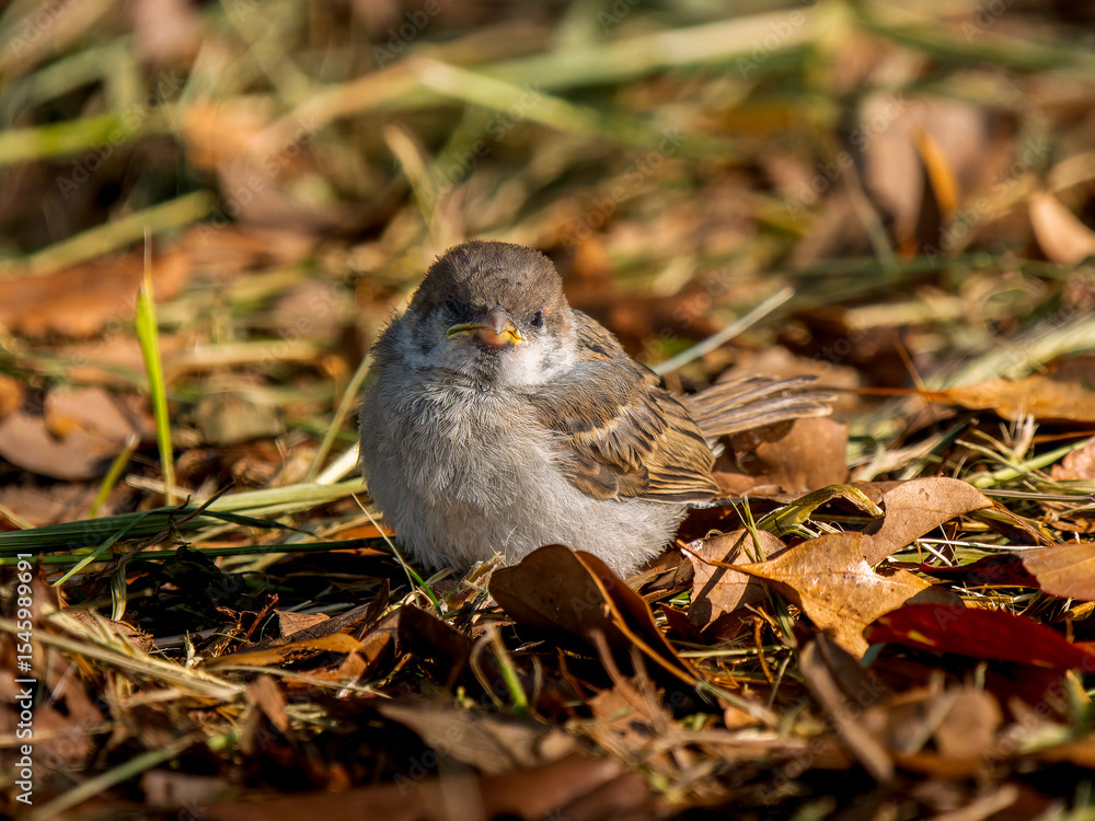 Obraz premium 地面を歩くスズメの幼鳥