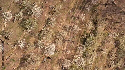 Top‑down drone view of blooming cherry orchards in spring.