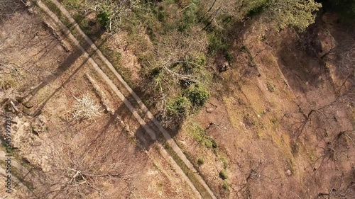 Top‑down drone view of blooming cherry orchards in spring.
