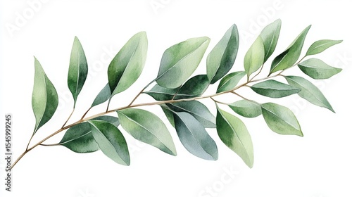 A watercolor illustration of a eucalyptus branch isolated on white is a popular element in botanical art and floral design, often used for wedding invitations