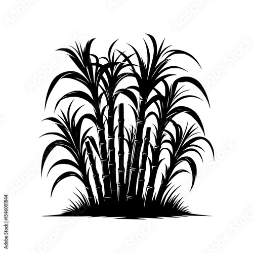 Black and white illustration of sugarcane plants