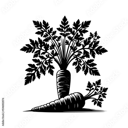 Black and white illustration of two carrots with tops