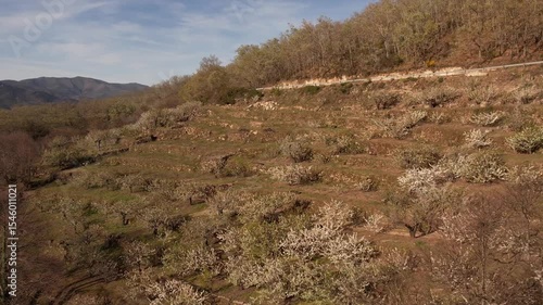 Aerial drone footage of spring cherry blossom valley and river landscape in Spain.
