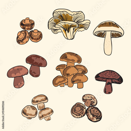 Hand-Drawn Gourmet Mushroom Variety Set Illustration