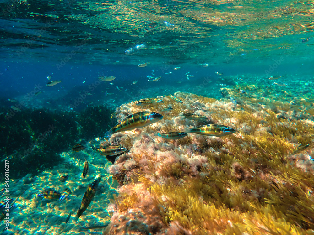 Fototapeta premium Ocean blue underwater with sunrays, Underwater Sea Deep Water Abstract Sunshine, sea wave , clean waters in summer time, Natural underwater seascape, sand on ocean floor and water surface with sunligh