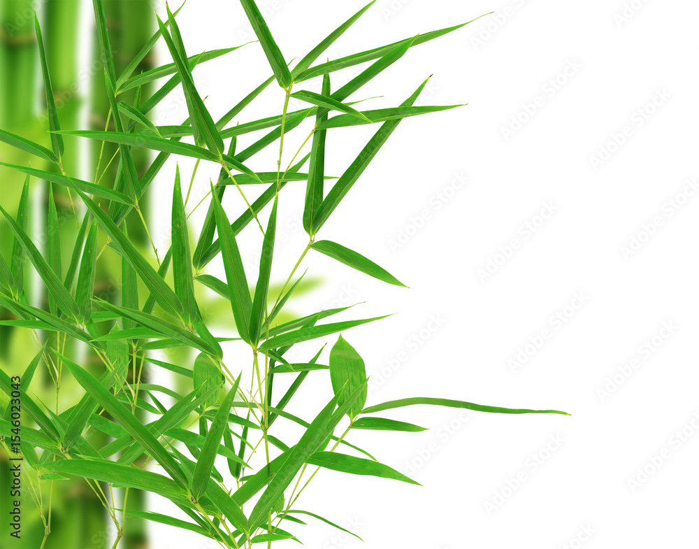 Obraz premium Bamboo leaf on white background