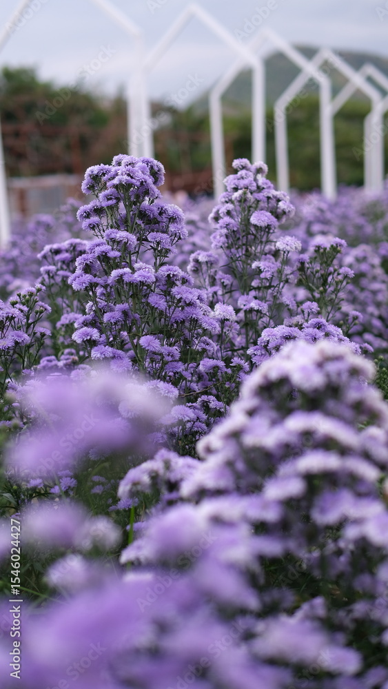 Obraz premium purple chrysanthemums flowers in the garden with blur background, shallow depth of field, selective focus