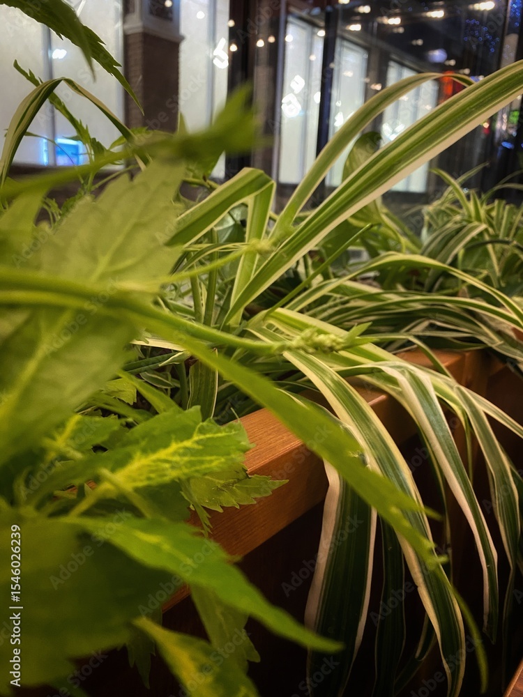 Obraz premium Close up of a green plants in cafe