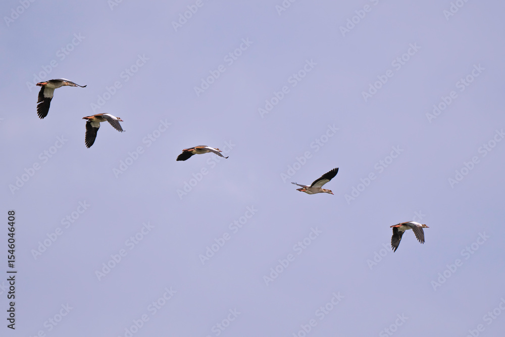 Ouette d'Égypte,
Alopochen aegyptiaca, Egyptian Goose, Ouette d'Égypte,
Alopochen aegyptiaca, Egyptian Goose,