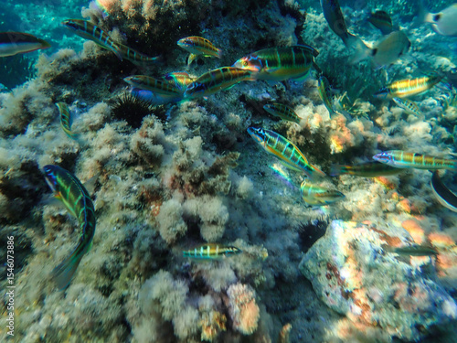 Wallpaper Mural Ocean blue underwater with sunrays, Underwater Sea Deep Water Abstract Sunshine, sea wave , clean waters in summer time, Natural underwater seascape, sand on ocean floor and water surface with sunligh Torontodigital.ca