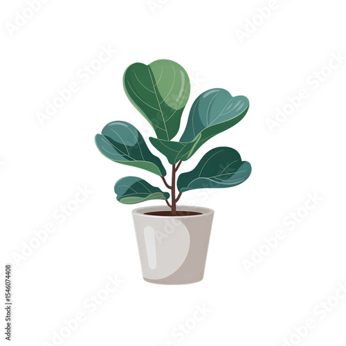 Fiddle leaf fig plant in simple pot with lush green leaves displayed on a clean white background