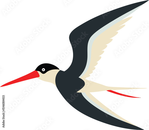 Skimmers bird closeup in natural wetland habitat, exotic seabird with long wings and unique beak flying over water, perfect for wildlife, ornithology, and nature-themed stock content.