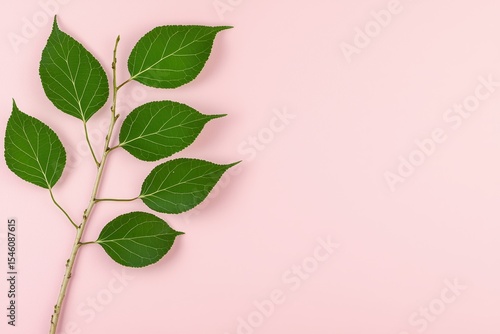 Green Leaves Branch on Pink Pastel Background Minimal Nature Photography