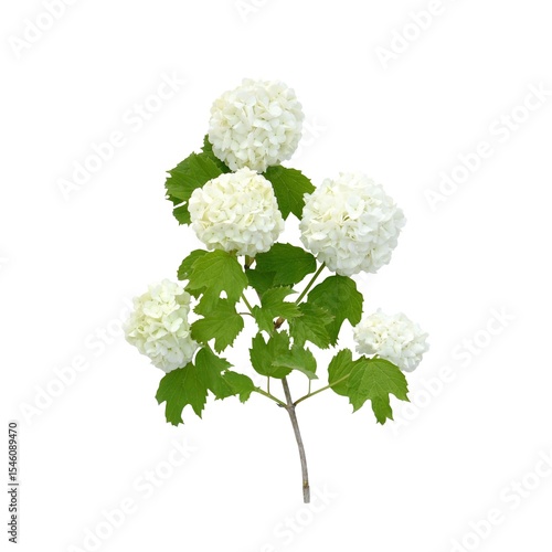 bouquet of white flowers