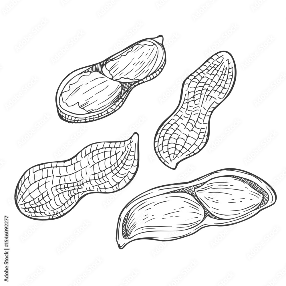 Peanut set isolated. Groundnuts sketch vector illustration. Hand drawn nuts in vintage engraving style Peanut set isolated. Groundnuts sketch vector illustration. Hand drawn nuts in vintage engraving style