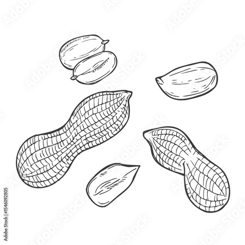 Hand drawn Peanut Sketch Illustration
