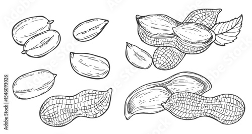 Peanut set isolated. Groundnuts sketch vector illustration. Hand drawn nuts in vintage engraving style