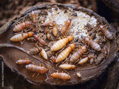 Rhinotermitidae was a silent, chemical language, perfectly understood by every transparent member of the colony.
The life cycle of the Rhinotermitidae, observable through their transparency,