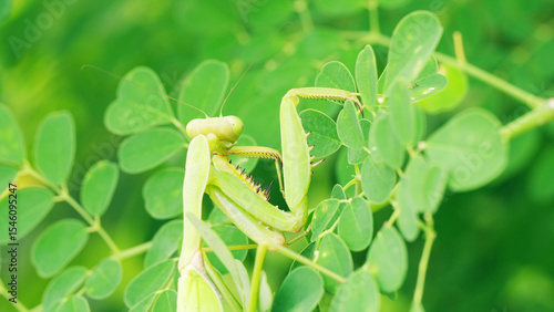 Bild auf Leinwand A giant asian praying mantis, hierodula patellifera, grooming or cleaning its fr
