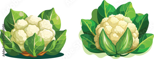 Cauliflower head with crisp white florets vegetables vector art design set