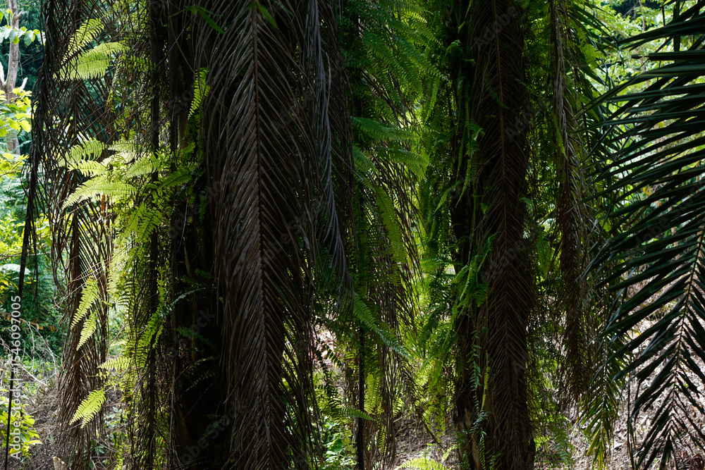 Obraz premium Tree fern growing and surviving on other trees