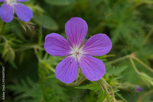 Meadow cranesbill flower
