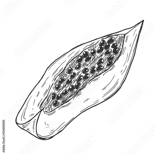 Papaya slices. Ink sketch isolated on white background. Hand drawn vector illustration. Retro style.