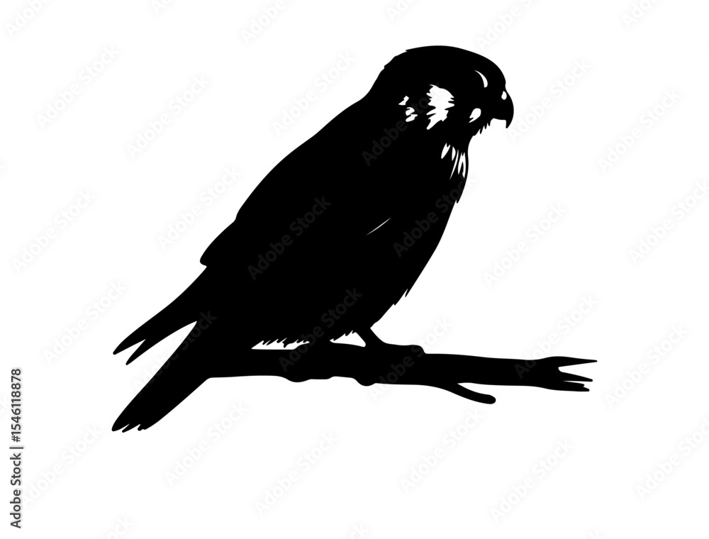 Obraz premium Kestrel in silhollouette vector image white background.
