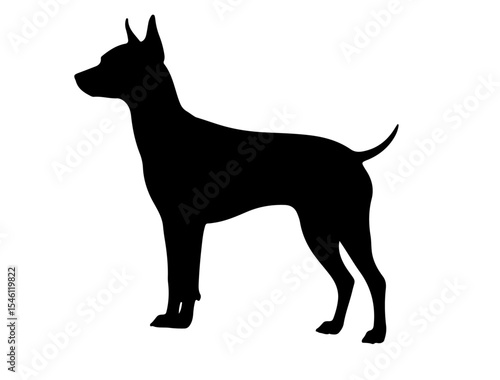Mexican hairless in silhollouette vector image white baclground.