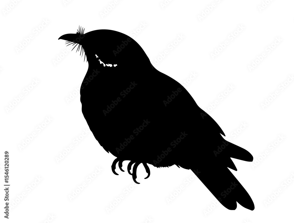 Obraz premium Nightjar in silhollouette vector image.