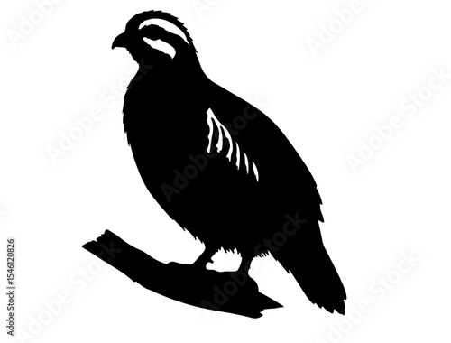 Oriole in silhollouette vector image white baclground.