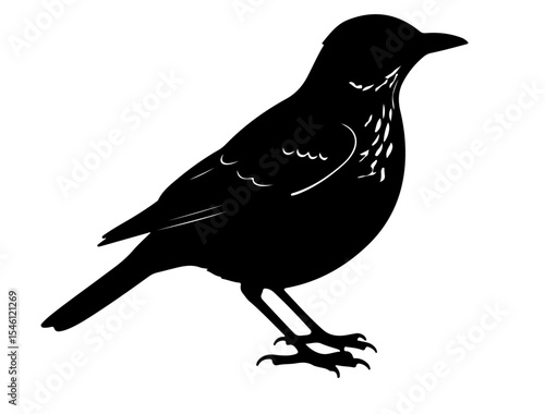 Thrush in silhollouette vector image white baclground.