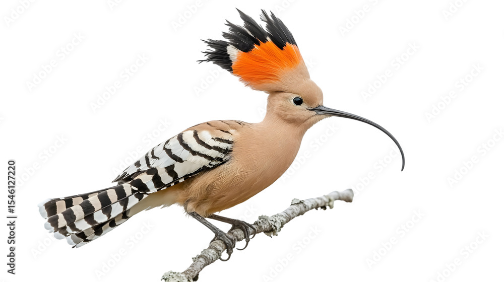 Fototapeta premium A hoopoe bird perched on a branch against view on transparent background png