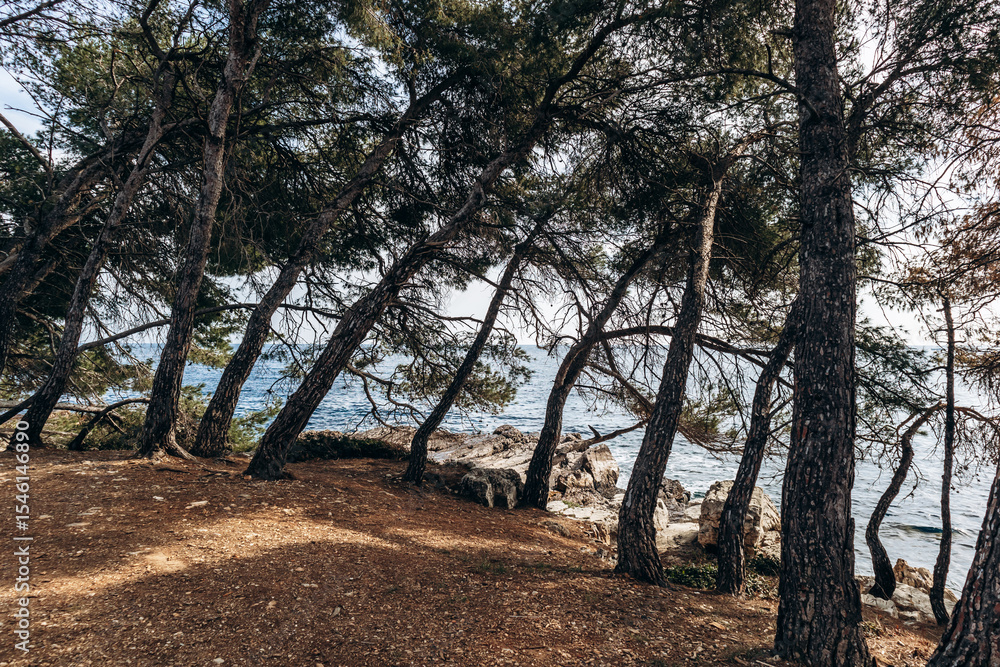 Obraz premium Scenic coastal landscapes of Sainte-Marguerite Island with pine trees, rocky shore, and turquoise sea.