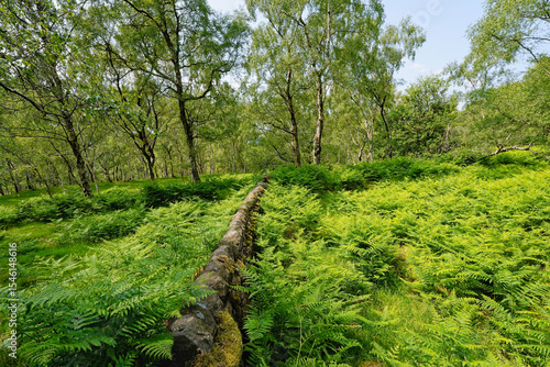 An old wall is nearly hidden by bracken in a Derbyshire woodland.