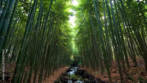 arafed view of a stream running through a bamboo forest