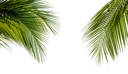 Green palm tree on white background
