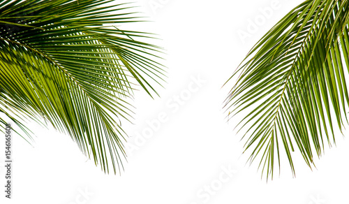 Green palm tree on white background