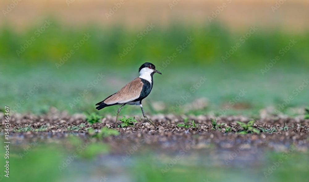 Obraz premium The Spur-winged Lapwing (Vanellus spinosus) is a common bird in the Diyarbakır Tigris Valley wetlands. It is seen in the Tigris Valley at all times of the year.