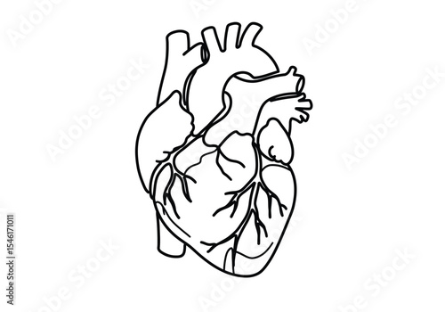 Heart muscle drawing. It is a detailed black and white line art sketch of the human heart, highlighting its muscular structure. Vector sketch line art draw.